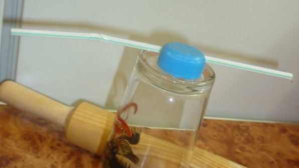 печенье пуговки