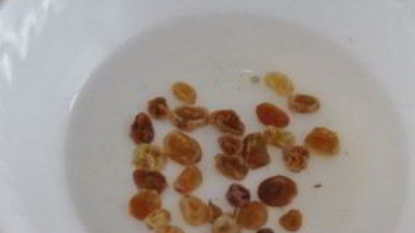 пирожное картошка из печенья со сгущенкой