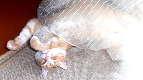 штрудель рыбка моя