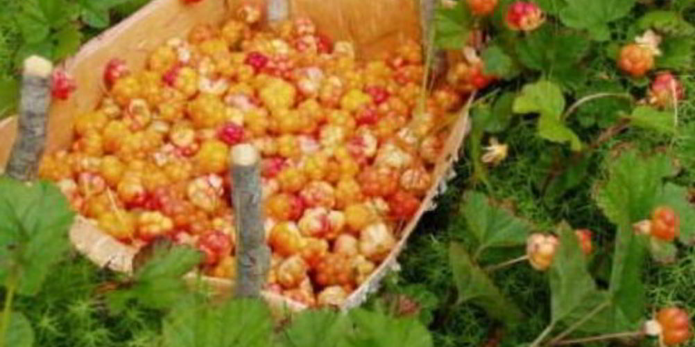 Рецепт джема из морошки