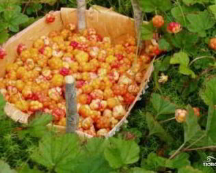 Джем из морошки