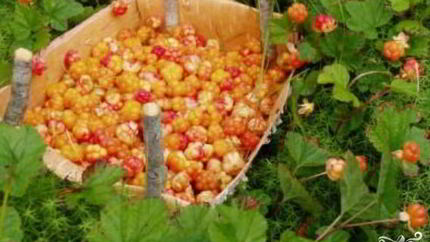 Джем из морошки