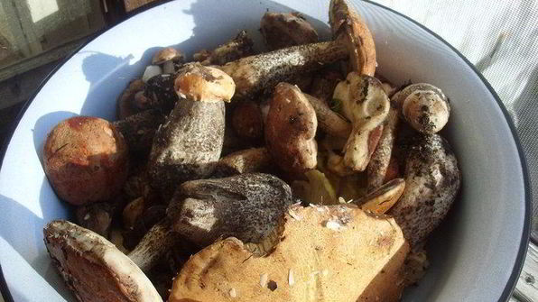 грибочки на зиму