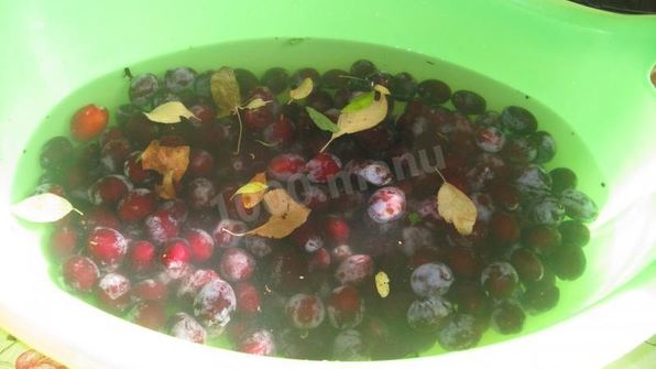 сливовый компот из сливы с косточками