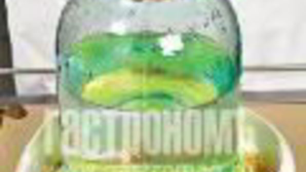 квашеная капуста с клюквой