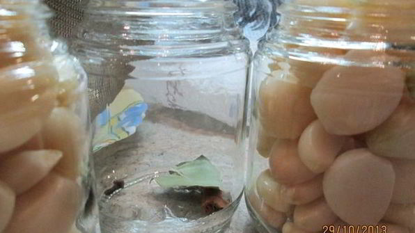 чеснок маринованный