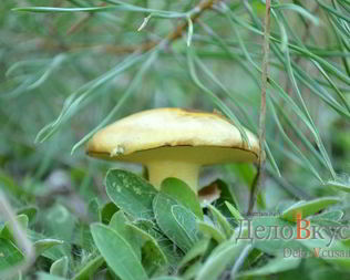 Маринованные маслята на зиму