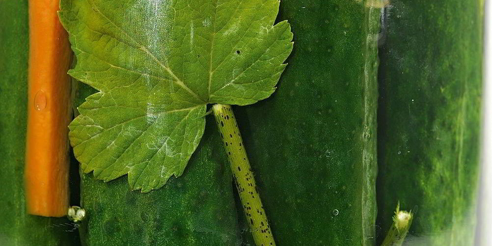 Рецепт маринованных огурцов