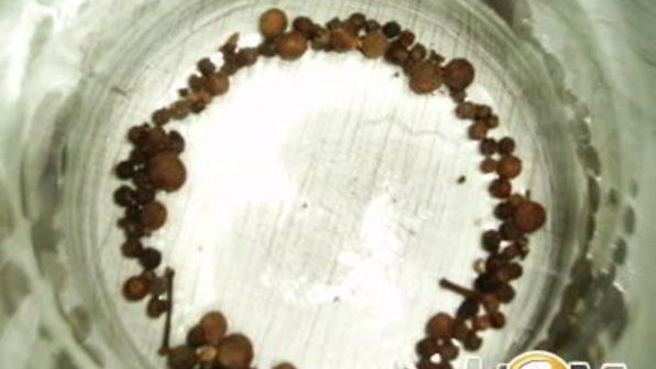 помидоры маринованные с базиликовым ароматом