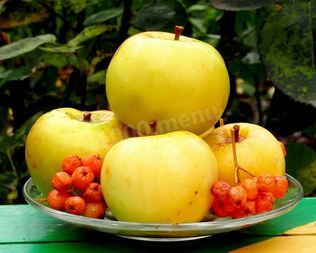 Моченые яблоки на зиму