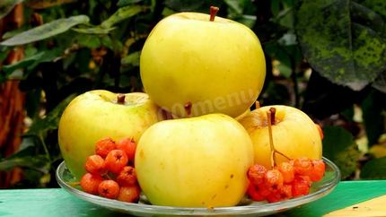 Моченые яблоки на зиму