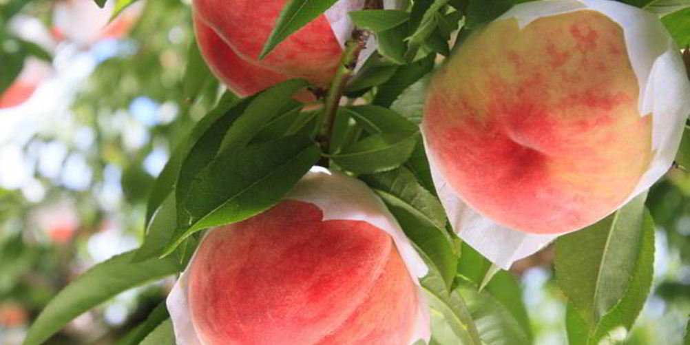 Рецепт пастилы из персиков на зиму