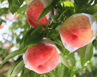 Пастила из персиков на зиму