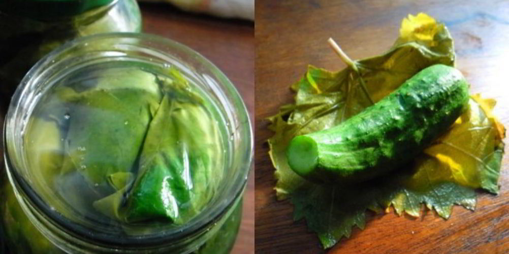 Рецепт малосольных огурцов в виноградных листьях