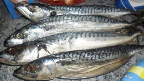 скумбрия домашнего посола