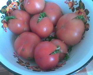 Соленые бурые помидоры