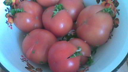 Соленые бурые помидоры