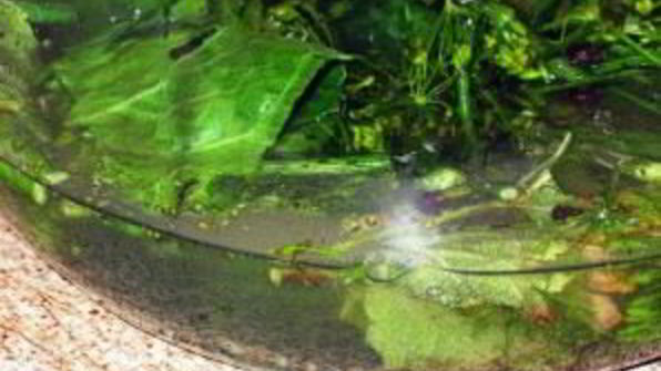 соленые помидоры