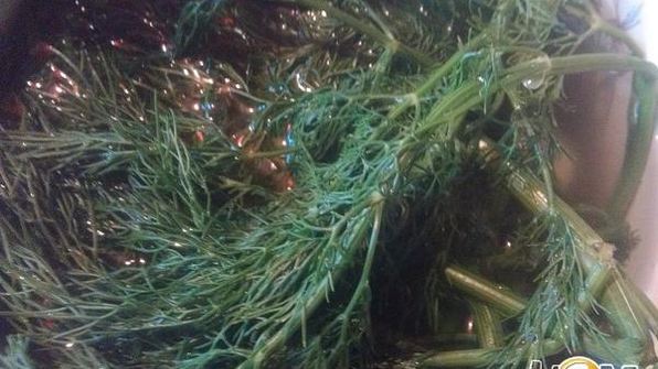 срочные малосольные огурцы