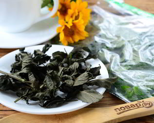 Заготовка мяты на зиму