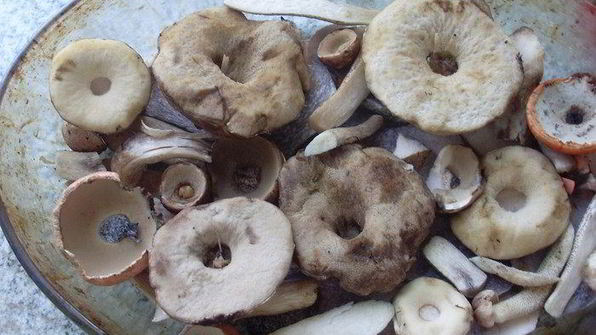 горячие бутерброды из домашнего хлеба с грибами