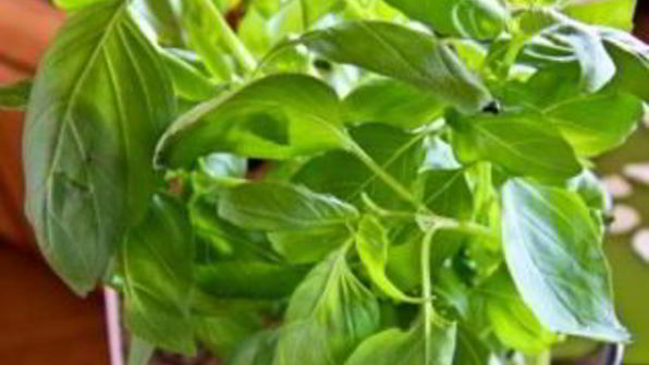 канапе на шпажках