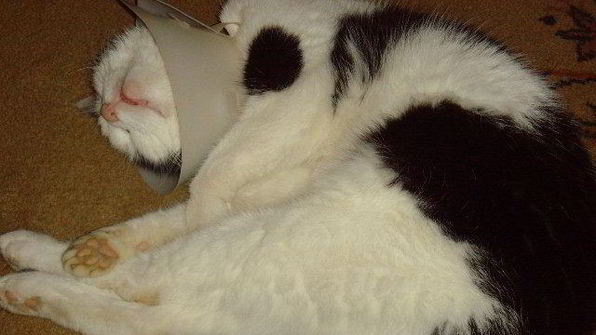 спринг-роллы с лососем и свежим шпинатом