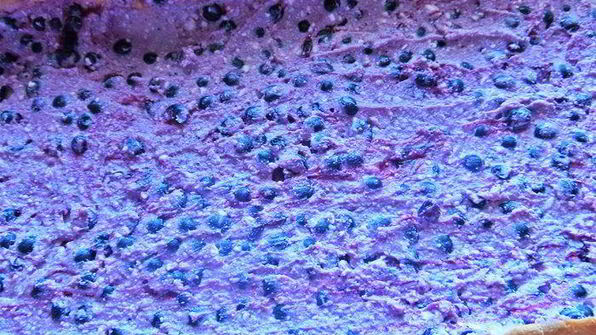 рулет с творогом и черникой