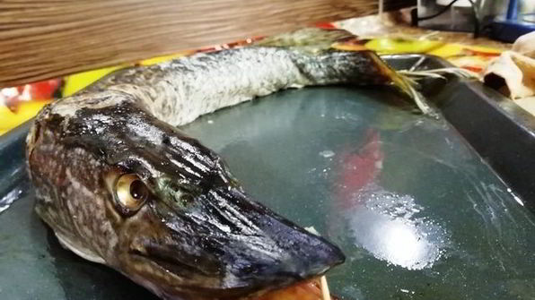 рулетики из щуки и тунца