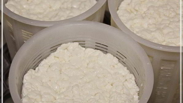 сыр халуми и анари из молока англо-нубийских коз