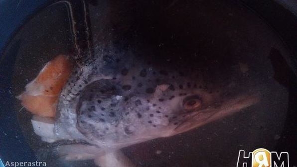 сильно рыбное заливное