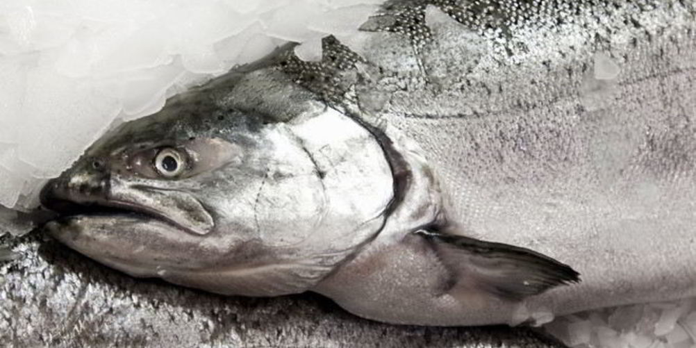 Рецепт заливного из судака