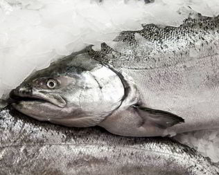 Заливное из судака