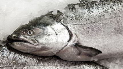 Заливное из судака